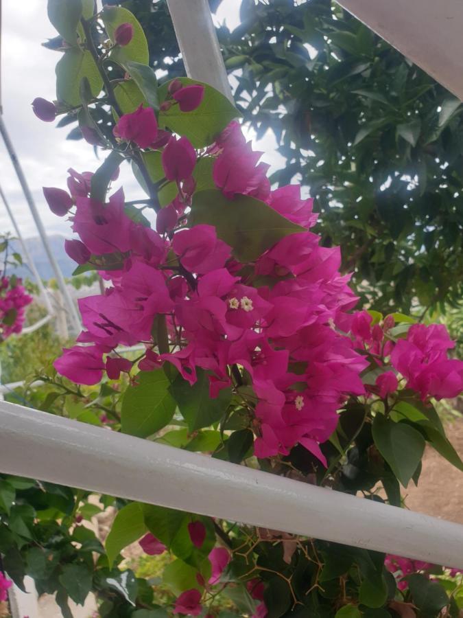 Rosemary House Guest House ซารานเดอ ภายนอก รูปภาพ